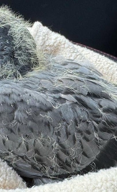 mehr Stadttaubenschläge für Aalen -  Tierschutz & eine saubere Stadt