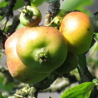 Saft von eigenen Äpfeln