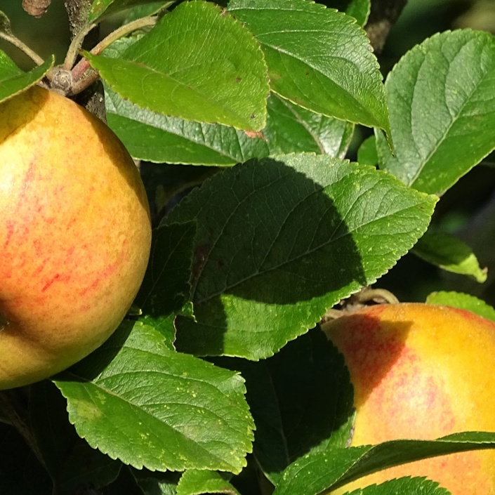 WAPFL - Von der Wabe zum Apfel