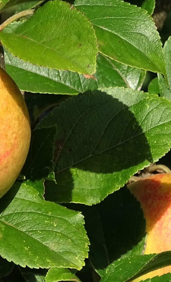 WAPFL - Von der Wabe zum Apfel