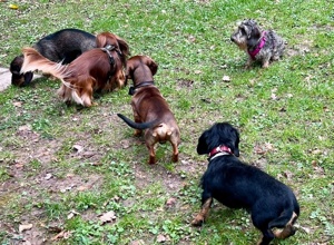 Ohne Dackel wäre es nur ein Club. Rettet unser Zuhause.