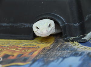 Stilles Leid stoppen – Forschung zu Leopardgeckos