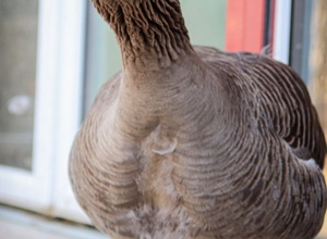 Jugendfarm Birkach: Futterküche für das neue Kleintierhaus