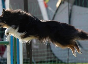 Corona: Wir brauchen Agility-Equipment