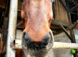 Pegasus Mühlacker - Neues Voltigierpferd
