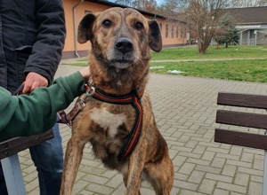 Muzzle Boxen für das Cottbuser Tierheim