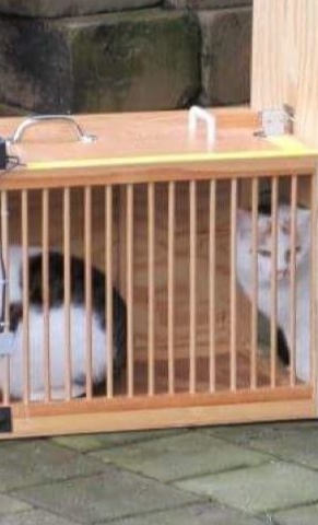 Ausrüstung für Katzen-Kastrationsaktionen