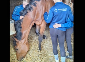 Wir suchen unseren neuen vierbeinigen Teampartner