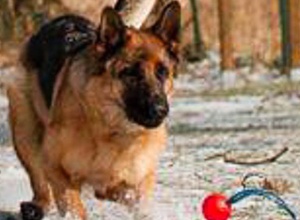 Förderung des Schäferhundverein