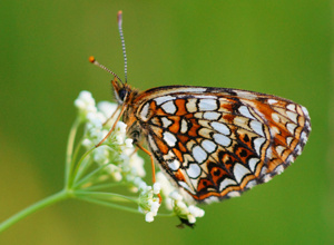 Zukunftswald, für die Wilde Argen, für uns Alle