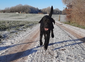 Assistenzhundeausbildung für Labrador-Rüde Fredy