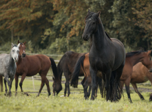 matschfreier Paddock für Gnadenhofpferde
