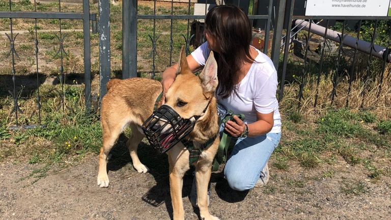 Internat für Hund Heinrich