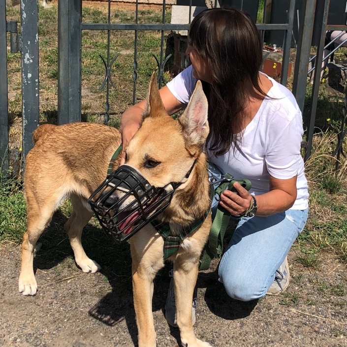 Internat für Hund Heinrich