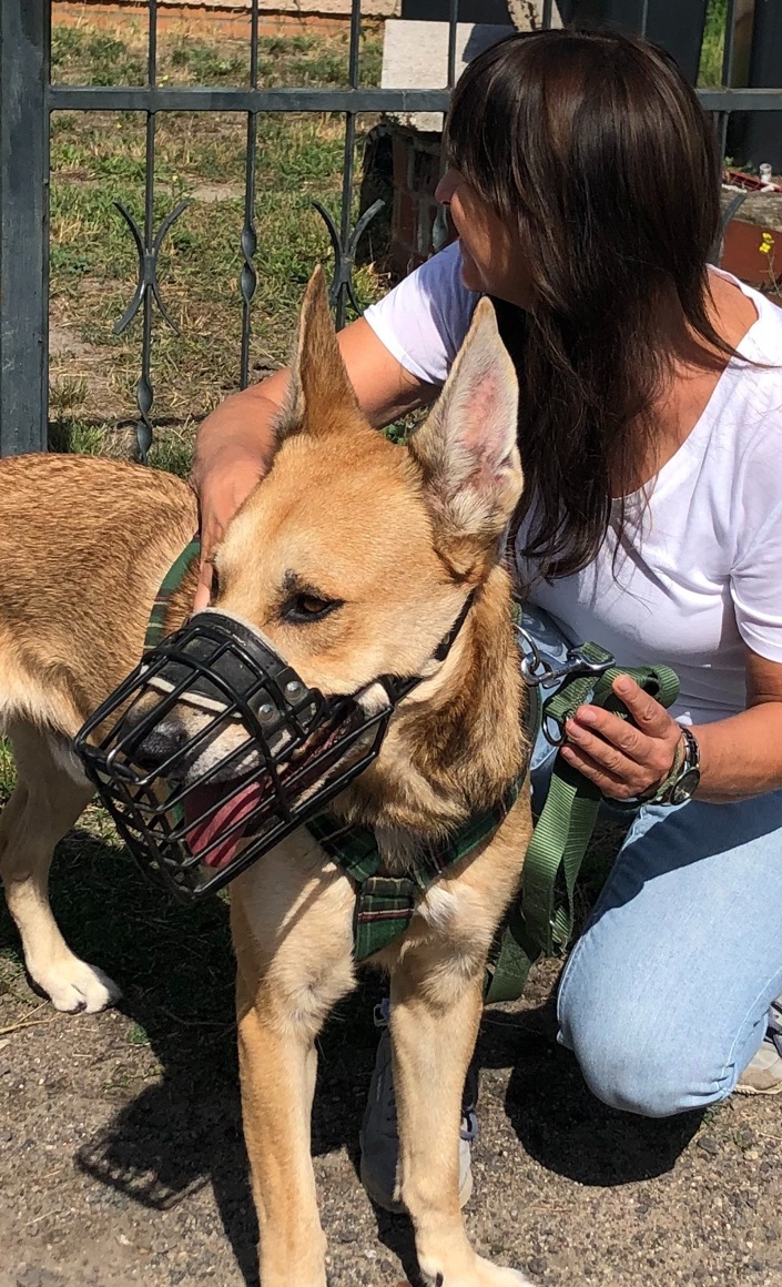 Internat für Hund Heinrich