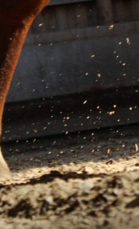 Hufe im Sand