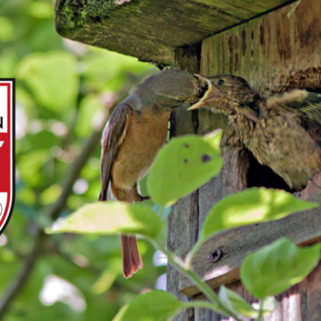 Nistkästen für heimische Vögel