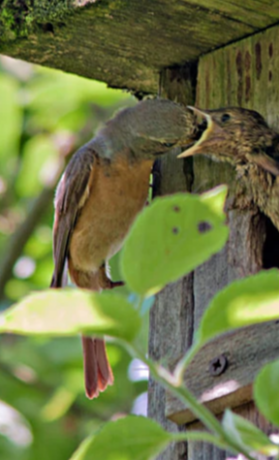 Nistkästen für heimische Vögel