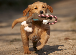 Zuwachs bei Hunde für Handicaps e.V.