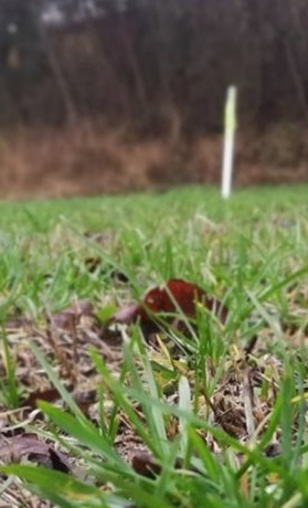 "RAUS AUS DEM DRECK!" - Bau Kunstrasenspielfeld