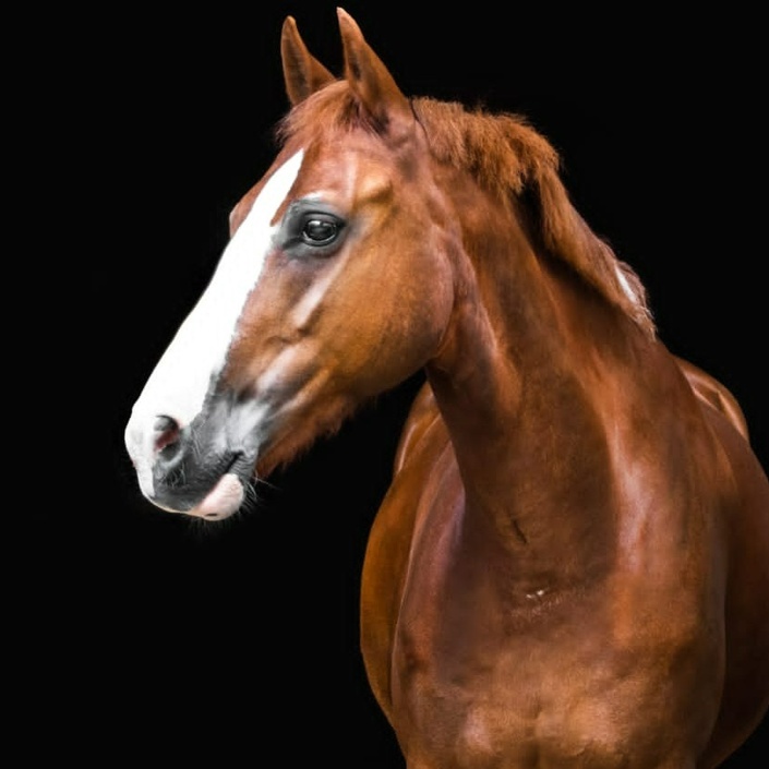 Neues Schulpferd für unsere Reitschule