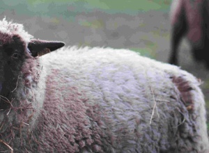 Video - Eine neue Weide für unsere Tiere