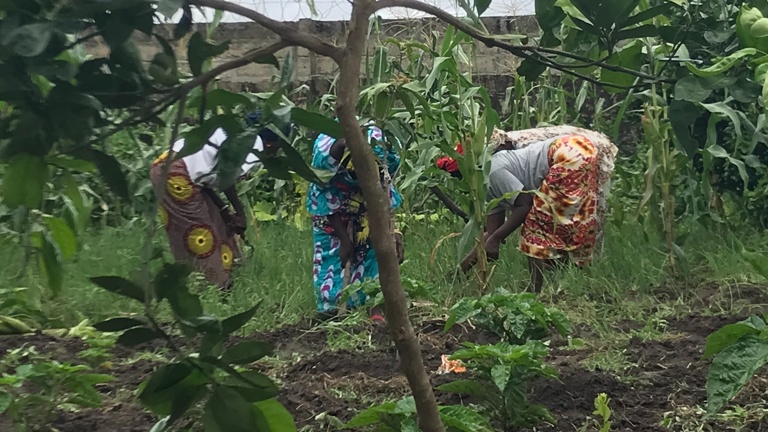 Selbstversorgung für Waisenkinder in Gambia sichern