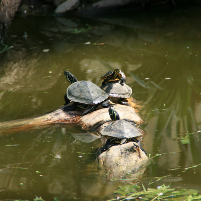 Zaun für gestrandete Schildkröten