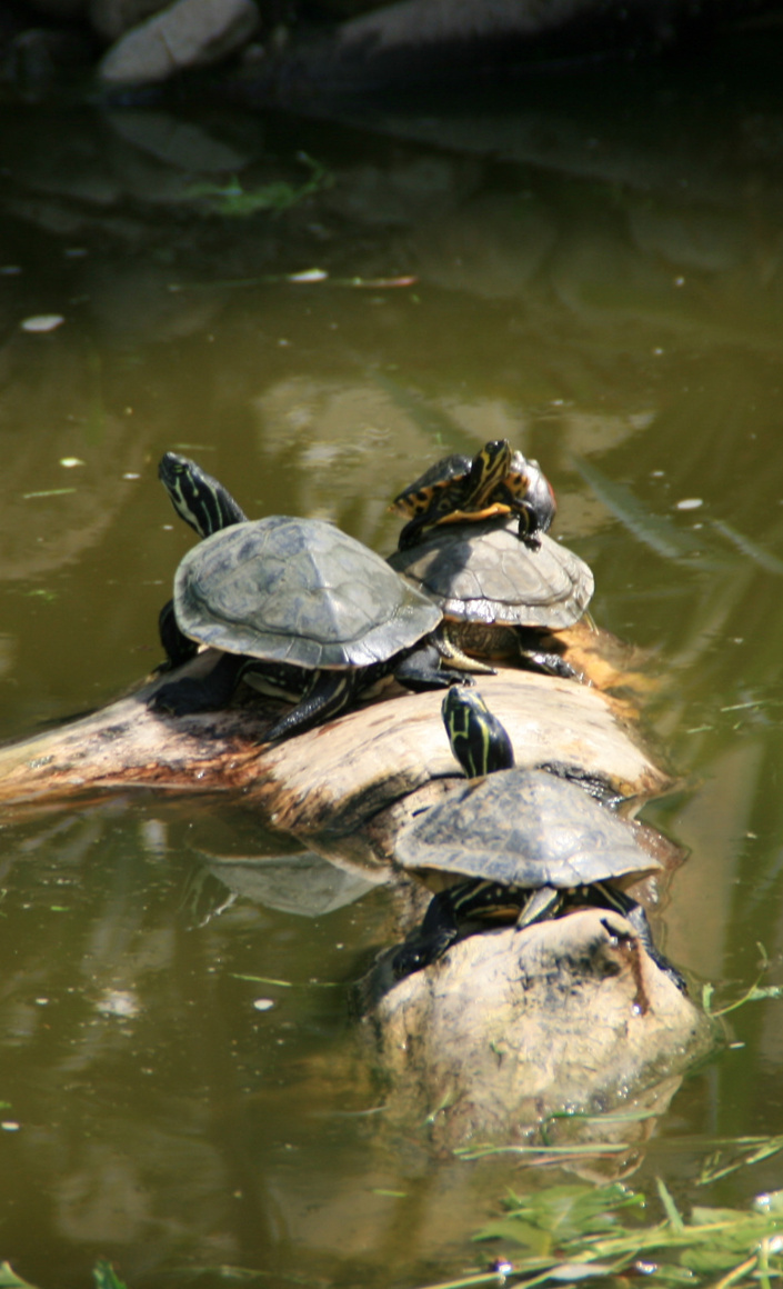 Zaun für gestrandete Schildkröten