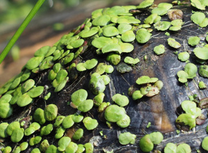 Video - Schildkrötenhilfe