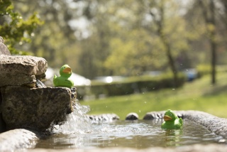 Grüne Enten als Symbol des Bürgervereins