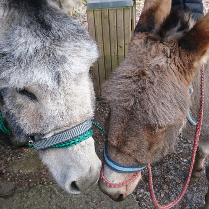 Unsere Esel brauchen einen trockenen Auslauf