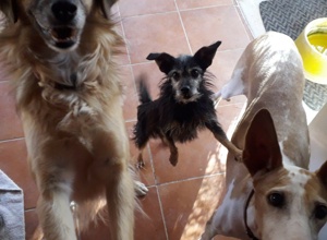 Help for Shelter Dogs Vermittlungsstelle München
