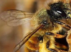 Bau und Aufstellung von drei Insekten-Nisthilfen