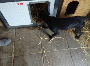 Hütten für unser Tierheim in Ungarn