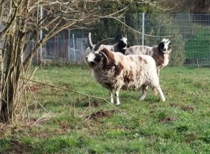 Willkommen im Tierpark - wir gestalten unseren Eingangsbereich neu