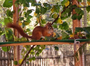 Artenschutzprojekt Eichhörnchen (Aufzucht und Auswilderung)