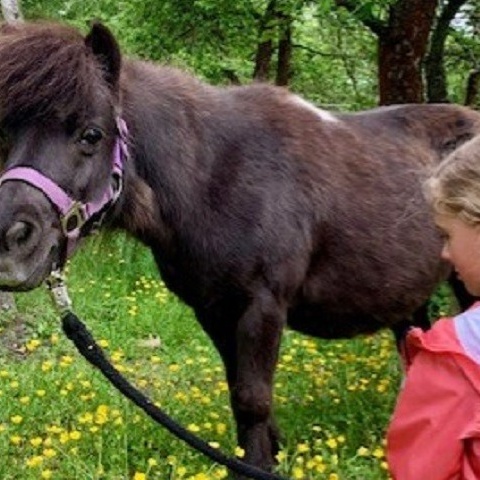 neues Therapiepferd für die Kinder-und Jugendhilfe