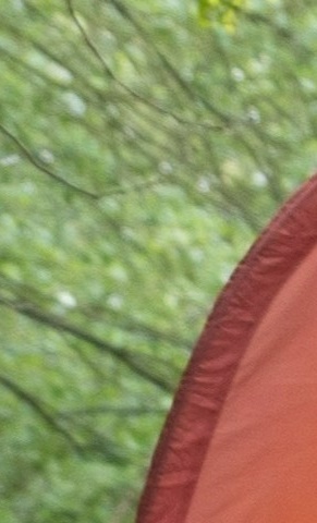 Alle Kinder in den Wald