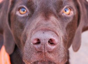 Hunde retten Menschen.