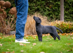 Z-Generation: der nächste Schritt zum Assistenzhund