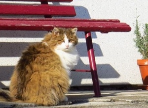 Kratzbäume für unsere Katzen