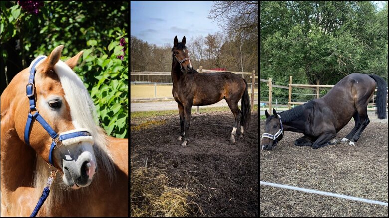 Große Ansicht vom Video