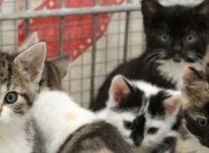Katzenquarantäne für das Tierheim Hodenhagen