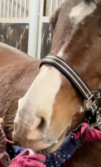 Ponys für unseren Nachwuchs