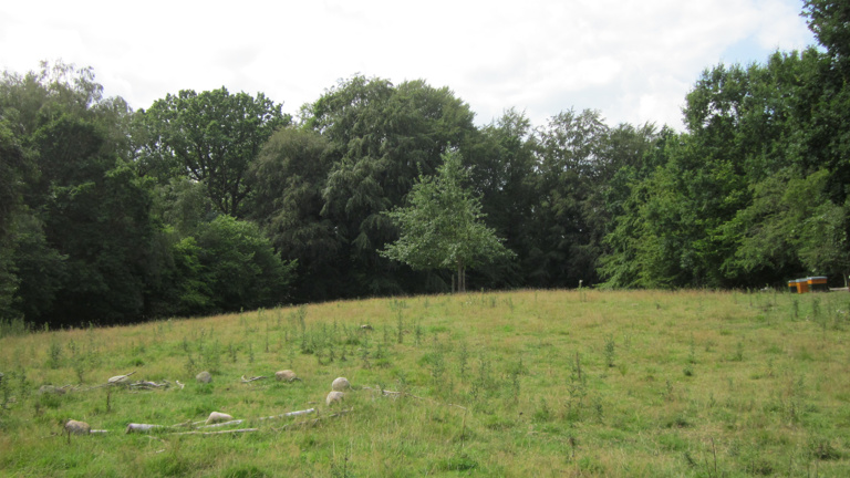 Wildblumenwiese