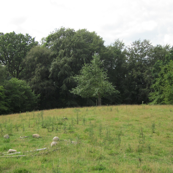Wildblumenwiese