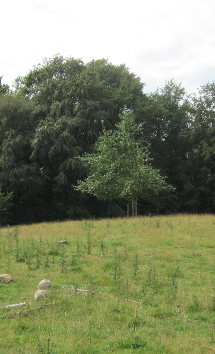 Wildblumenwiese