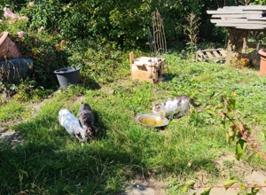 Kastrationsaktion Katzen Hollenbacher See