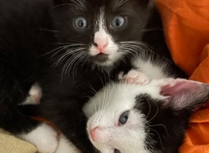 Lebensretter Inkubator für unser Katzenhaus in Gronau